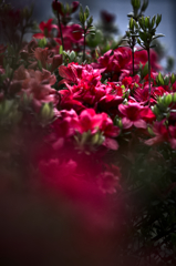 キリシマツツジ