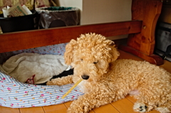 my pretty dog Ⅱ # 78