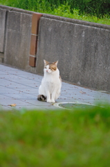 吾輩は猫である、ニャー # 717