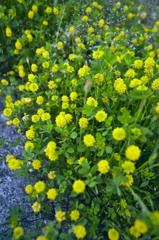 コメツブツメグサ