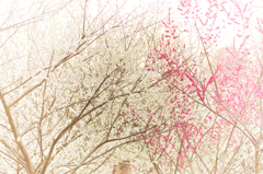 紅白梅合戦　白