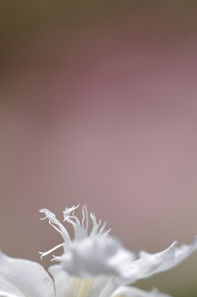 鶴の舞