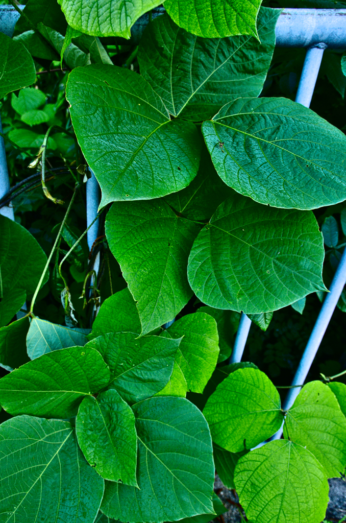 葉っぱいろいろ