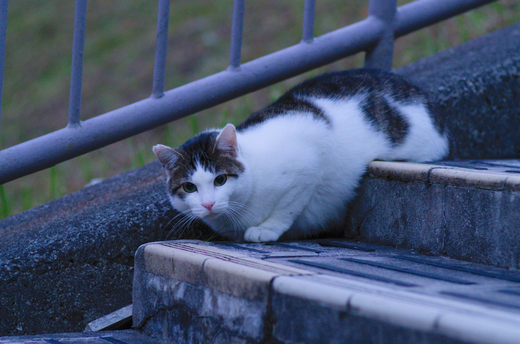 吾輩は猫である、ニャー # 680