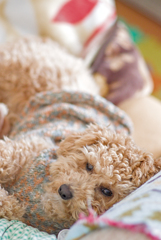 my pretty dog Ⅱ # 218