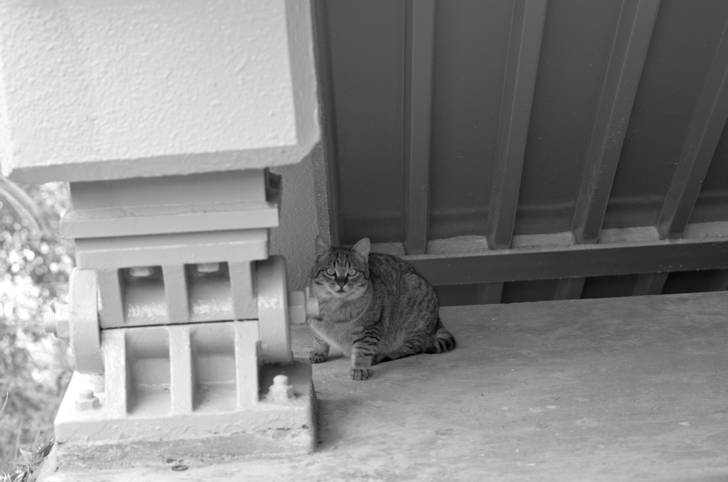 吾輩は猫である、ニャー # 93