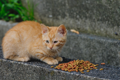 吾輩は猫である、ニャー # 391