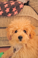 my pretty dog Ⅱ # 18