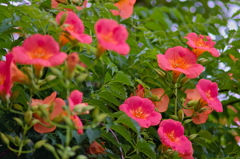 ノウゼンカズラ