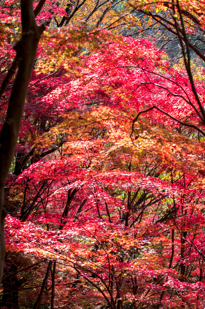 燃える紅葉