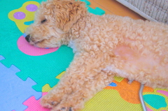 my pretty dog Ⅱ # 65