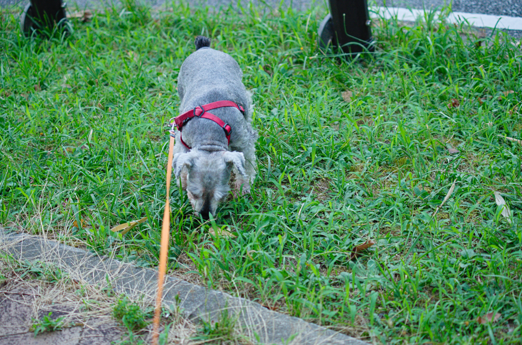 my pretty dog # 286