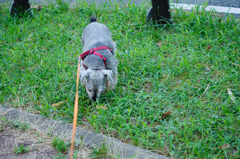 my pretty dog # 286