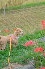 my pretty dog Ⅱ # 173