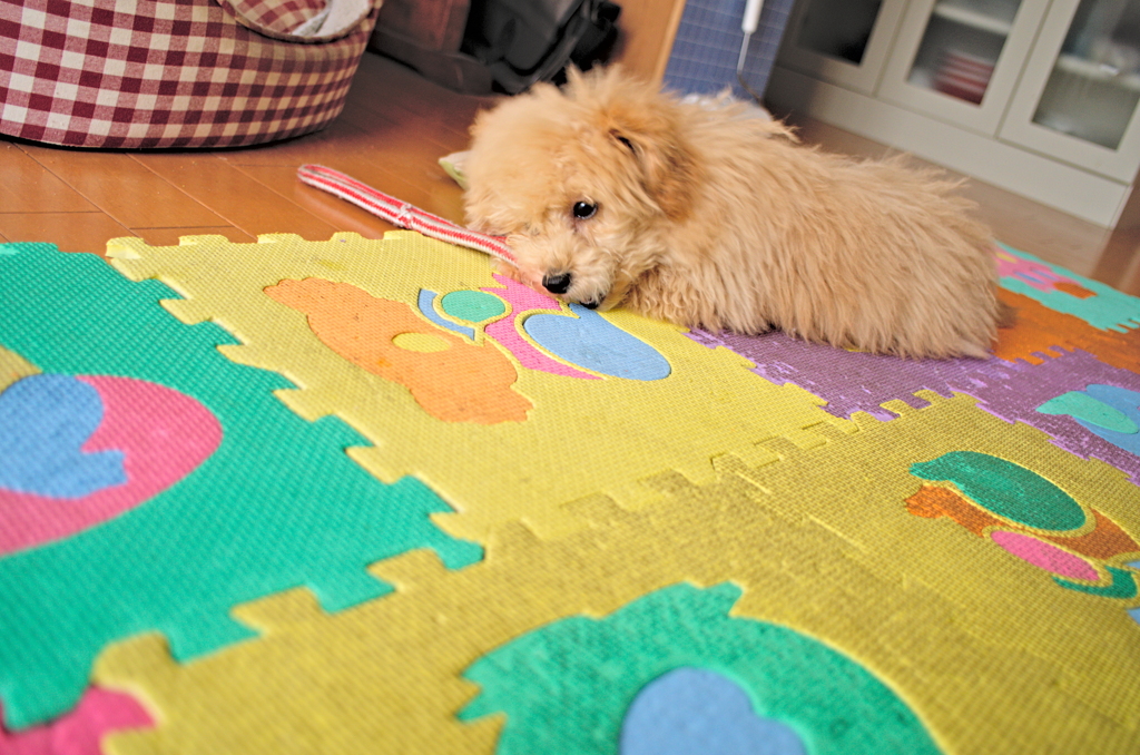 my pretty dog Ⅱ # 15