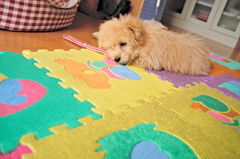my pretty dog Ⅱ # 15