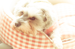 my pretty dog # 127