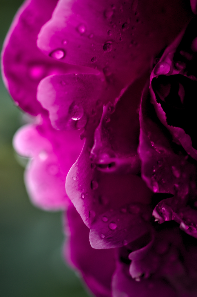 雨上がりの草花