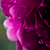 雨上がりの草花