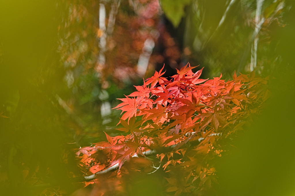 紅葉