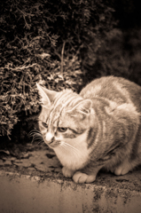 吾輩は猫である、ニャー # 23