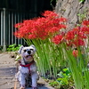 my pretty dog # 301