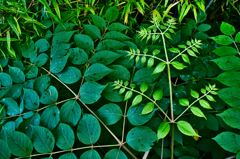 葉っぱいろいろ