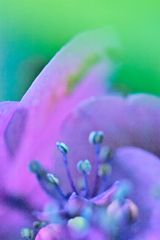 紫陽花