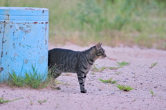 吾輩は猫である、ニャー # 565