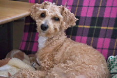 my pretty dog Ⅱ # 196