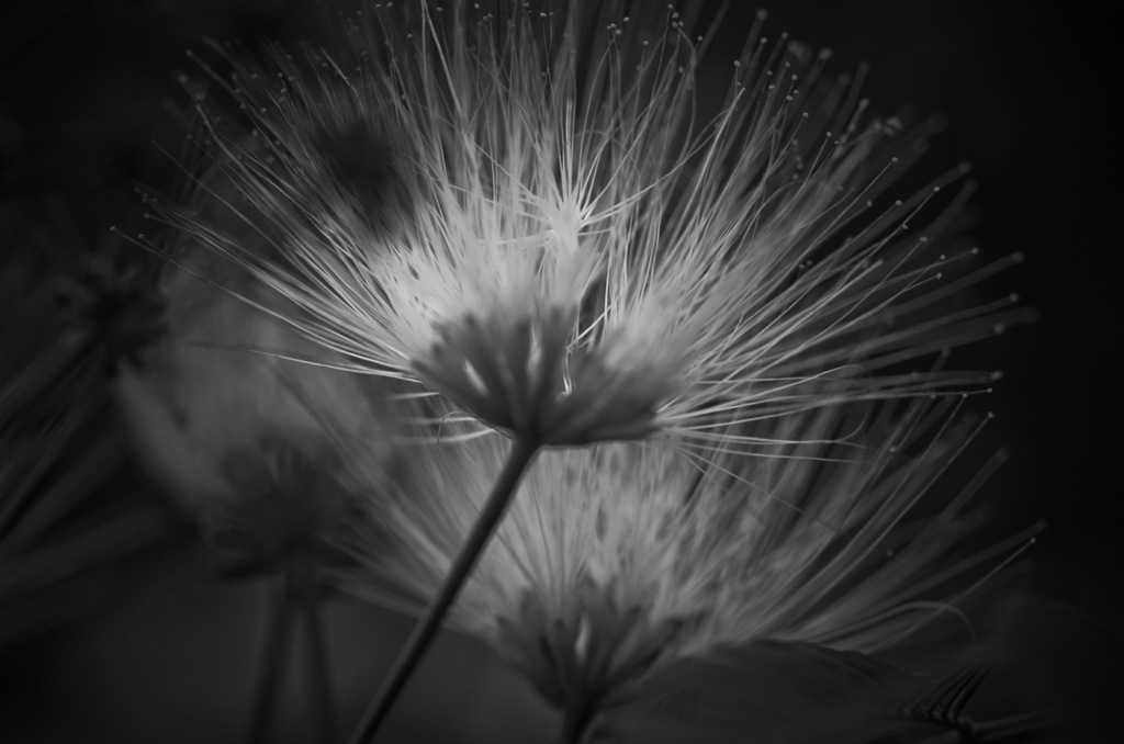 合歓の花