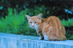 吾輩は猫である、ニャー # 574