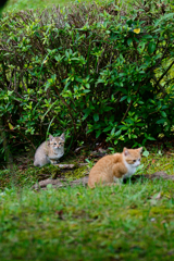吾輩は猫である、ニャー # 277