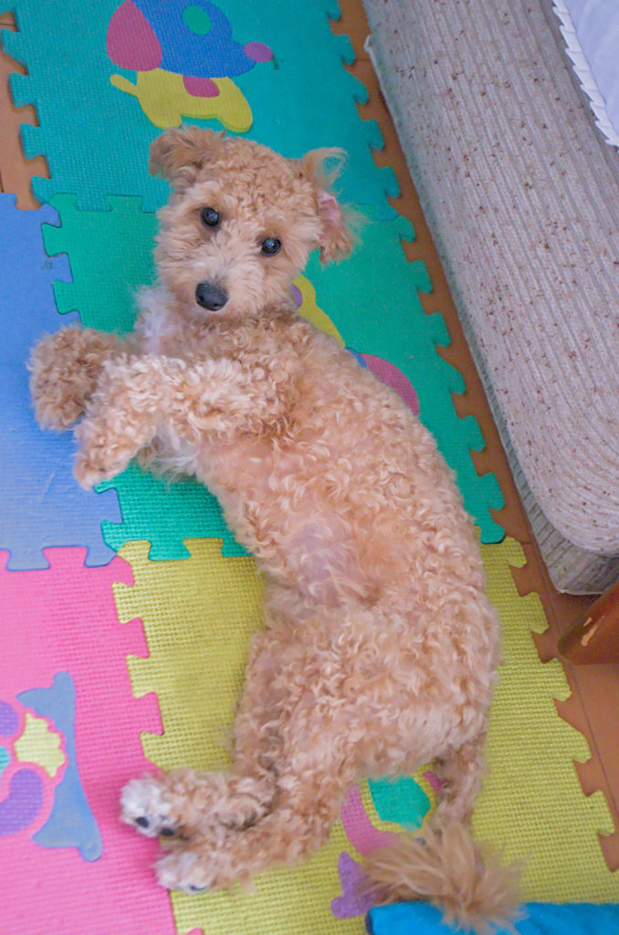 my pretty dog Ⅱ # 193