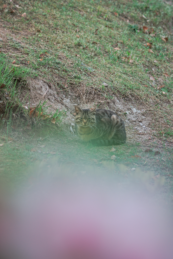 吾輩は猫である、ニャー # 959