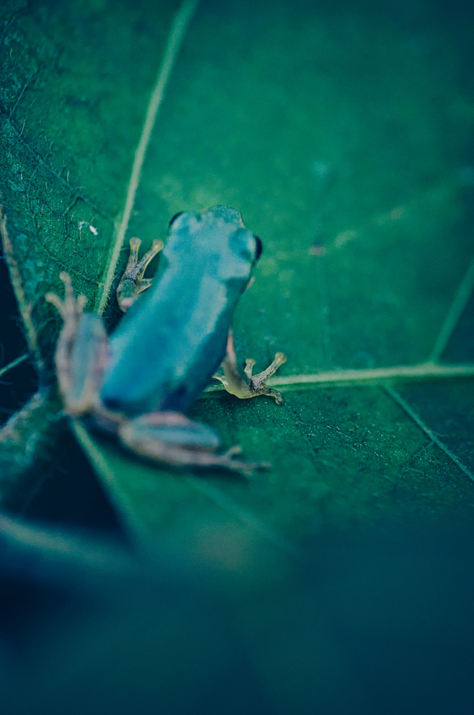 カエル