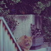 吾輩は猫である、ニャー # 1147