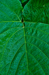 葉っぱいろいろ