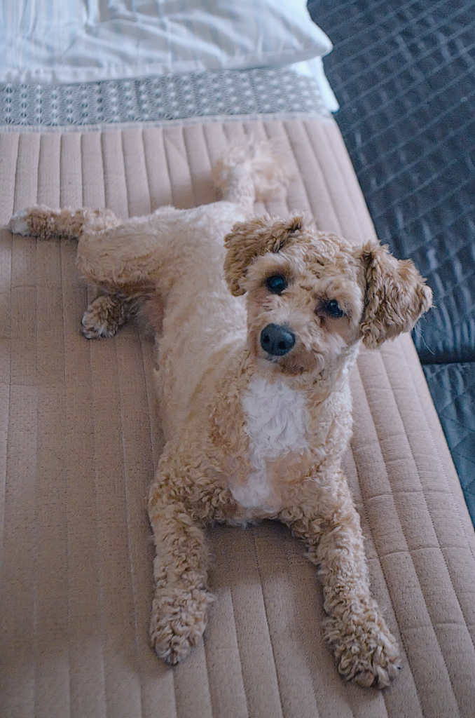 my pretty dog Ⅱ # 317