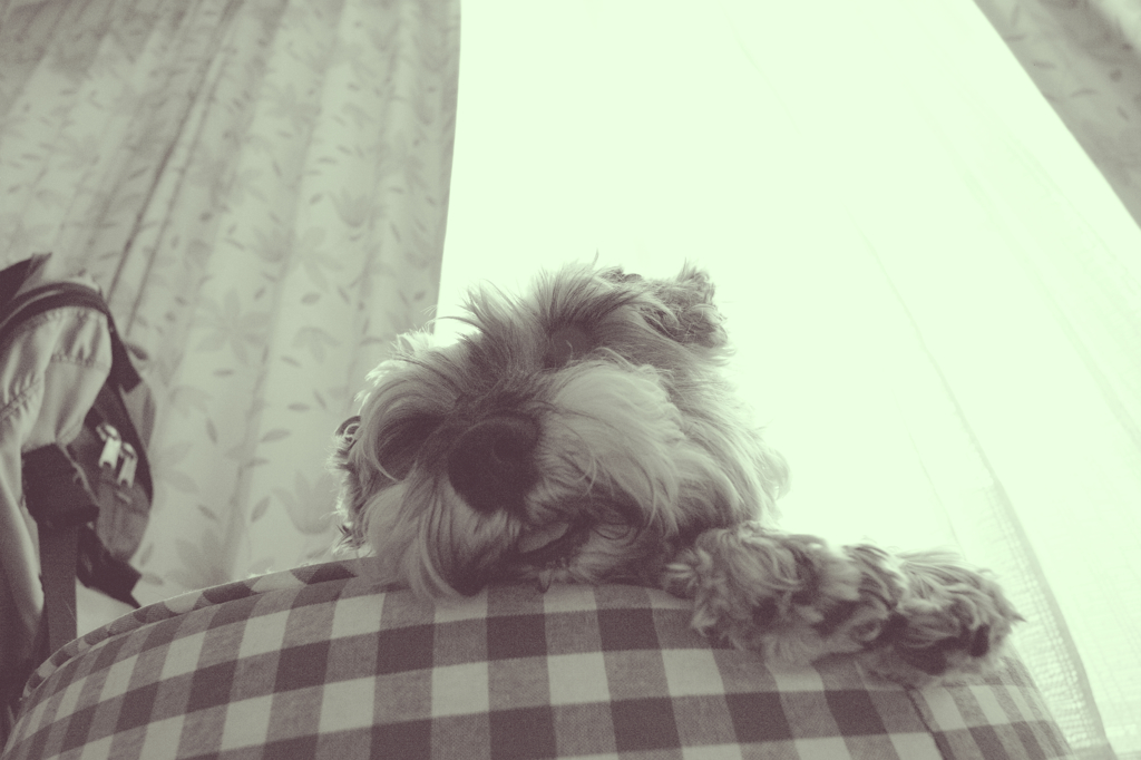 my pretty dog  # 231