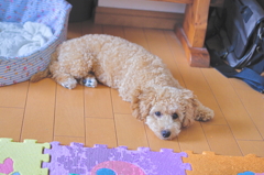 my pretty dog Ⅱ # 53