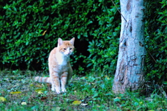 吾輩は猫である、ニャー # 673