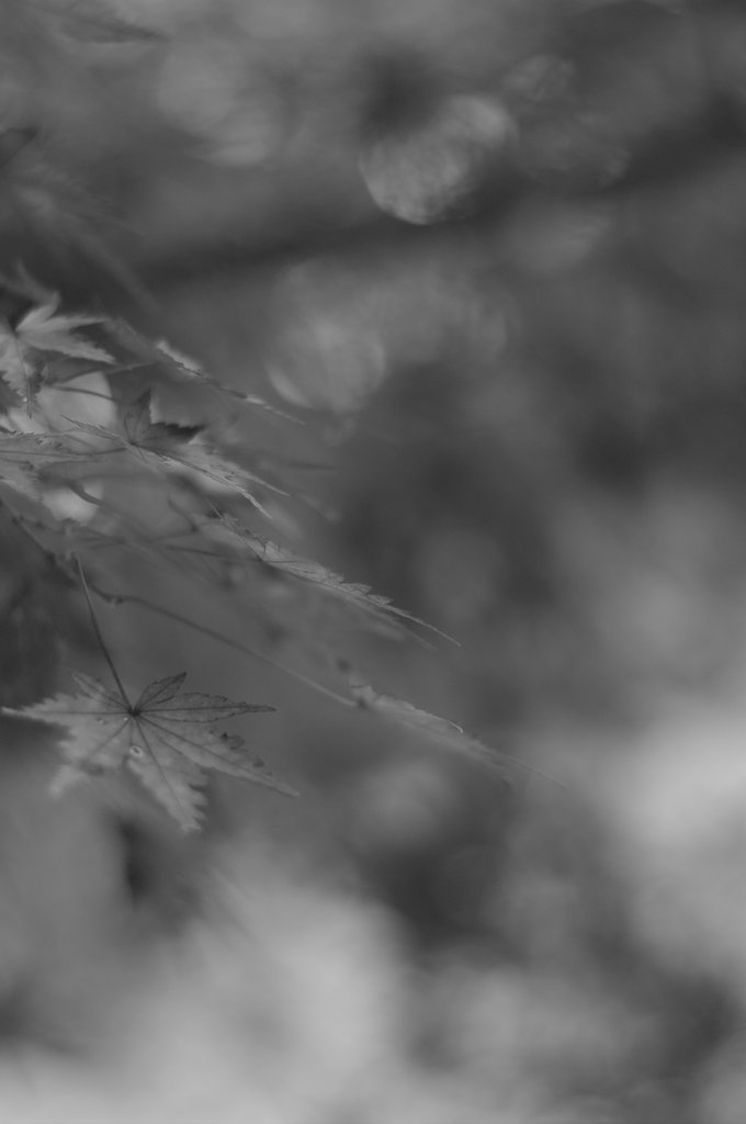 晩秋の紅葉 ⅩⅢ ～モノクロ ～