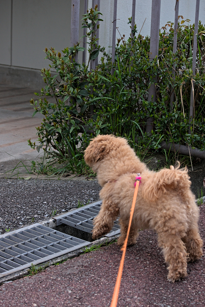 my pretty dog Ⅱ # 247