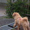 my pretty dog Ⅱ # 247