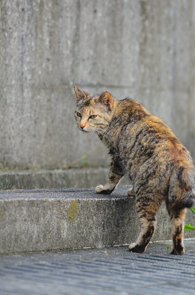 吾輩は猫である、ニャー # 390