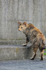 吾輩は猫である、ニャー # 390