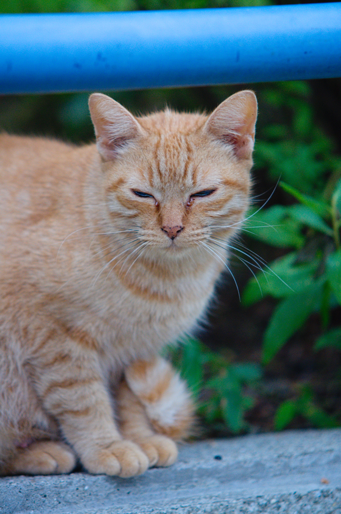 吾輩は猫である、ニャー # 629