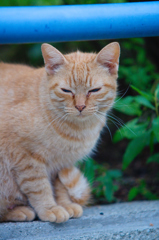 吾輩は猫である、ニャー # 629