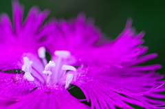 カワラナデシコ